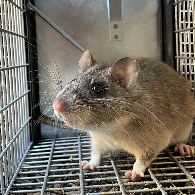 Rato capturado em armadilha